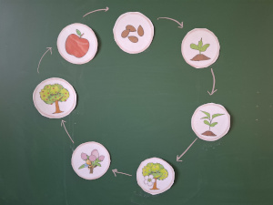 Bild 1 Apfelfest Klasse 1